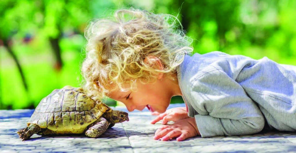 Encouraging Students’ Curiosity With Animal Observations